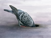 Image 2 of Pigeonhole