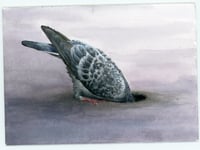 Image 3 of Pigeonhole