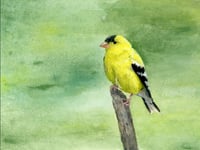 Image 1 of Perched Goldfinch