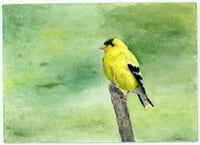 Image 2 of Perched Goldfinch
