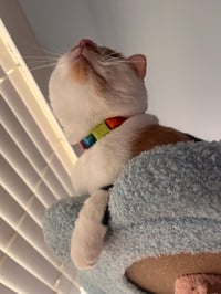 Cat Collars