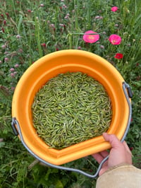 Image 3 of Honeyed Meadow Milk