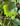 Actias artemis