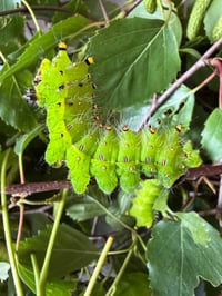 Image 1 of Actias artemis