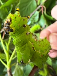 Image 4 of Actias artemis