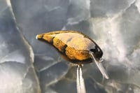 Image 2 of Squarebill LC 1.5 Crankbait  2459