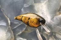Image 3 of Squarebill LC 1.5 Crankbait  2459