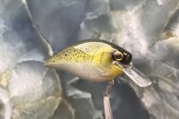 Image 5 of Squarebill LC 2.5 Crankbait 2504