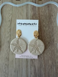 Large tan sand dollar 