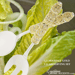 Image of Gloriously Gold Salad Serving Set Silver