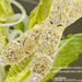 Image of Gloriously Gold Salad Serving Set Silver