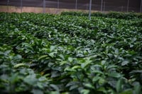 Image 3 of STARGAZER (#11):  Medium Roast from Mexico
