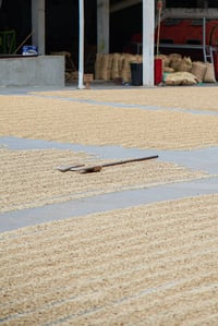 Image 5 of STARGAZER (#11):  Medium Roast from Mexico