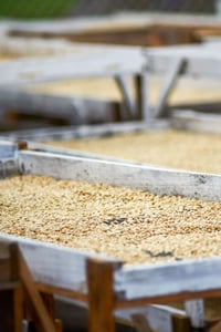 Image 4 of STARGAZER (#11):  Medium Roast from Mexico