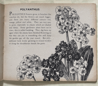Image 5 of Flowers of the Field and Hedgerow and their garden cousins