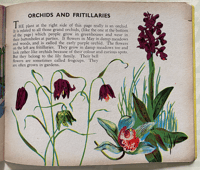 Image 6 of Flowers of the Field and Hedgerow and their garden cousins