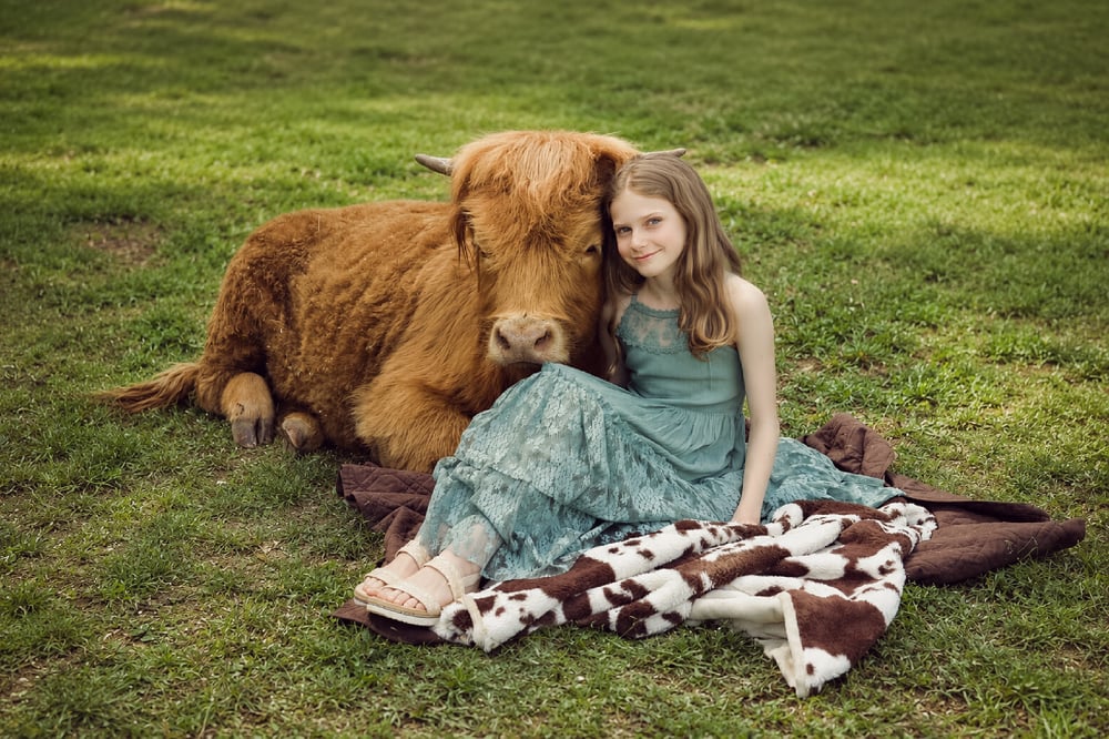 Image of 2026 {DEPOSIT} Mini Highland Cow sunset sessions {DEPOSIT}