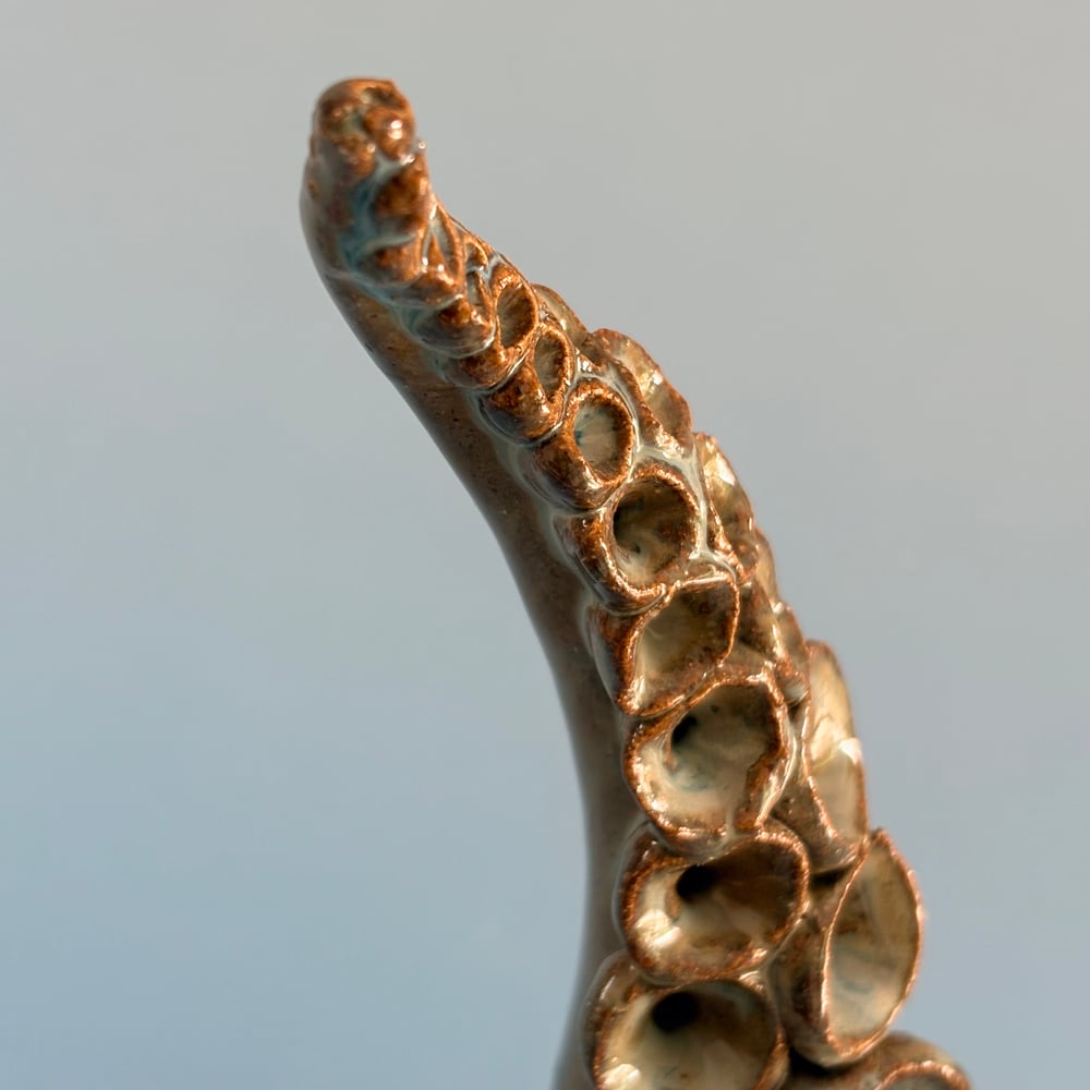 Image of Lagoon Tentacle 