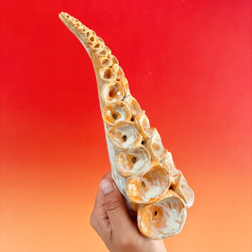 Image of Sunrise Tentacle 
