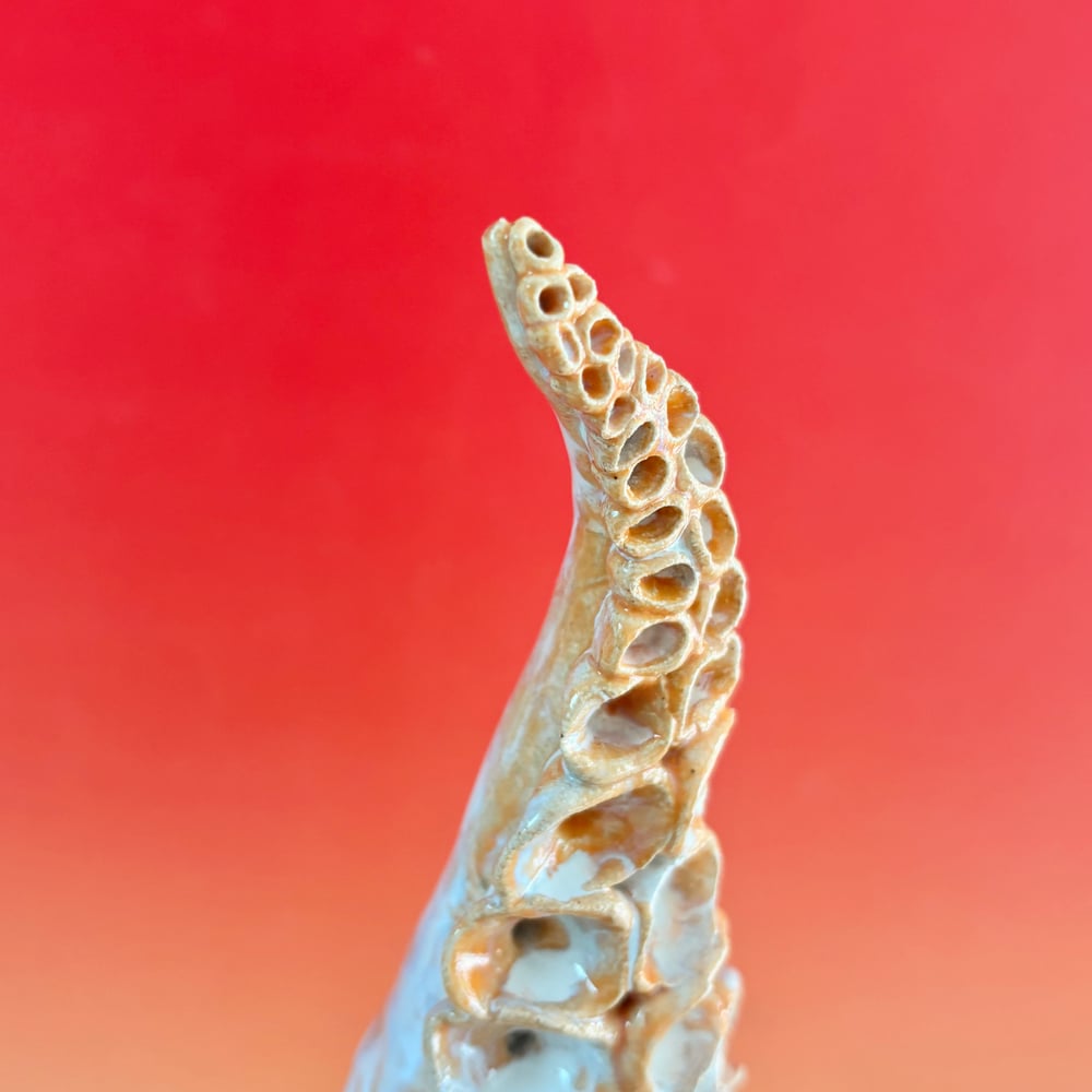 Image of Sunrise Tentacle 