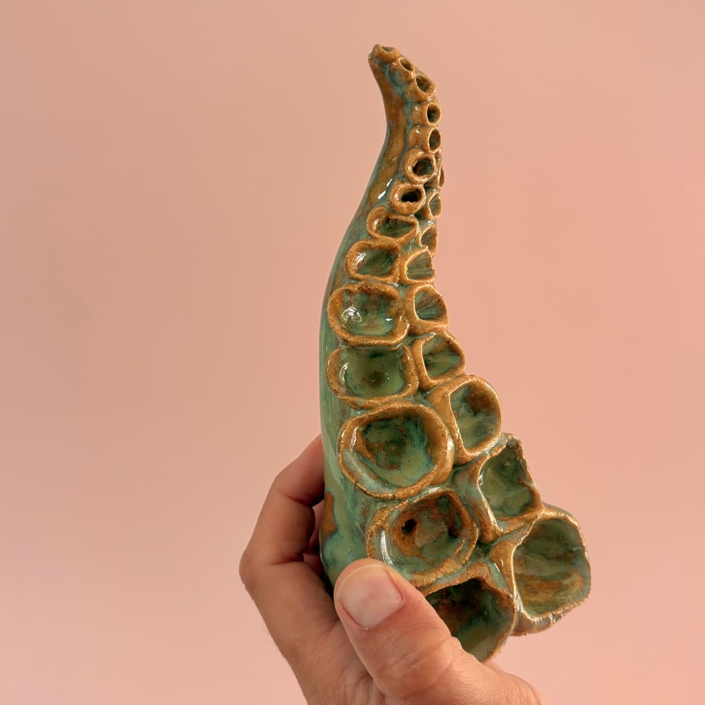 Image of Rockpool Tentacle 
