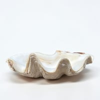 Image 3 of Vide-poche grand  coquillage Tridacne "bénitier"  naturel des années 70 - Porte savon