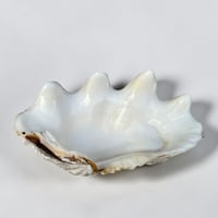 Image 5 of Vide-poche grand  coquillage Tridacne "bénitier"  naturel des années 70 - Porte savon