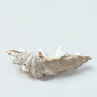 Image 8 of Vide-poche grand  coquillage Tridacne "bénitier"  naturel des années 70 - Porte savon