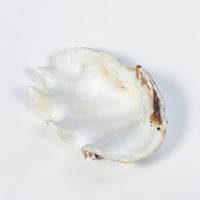 Image 6 of Vide-poche grand  coquillage Tridacne "bénitier"  naturel des années 70 - Porte savon