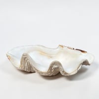 Image 4 of Vide-poche grand  coquillage Tridacne "bénitier"  naturel des années 70 - Porte savon