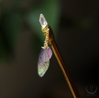 Image 2 of Crystal hair pin with fairy wings