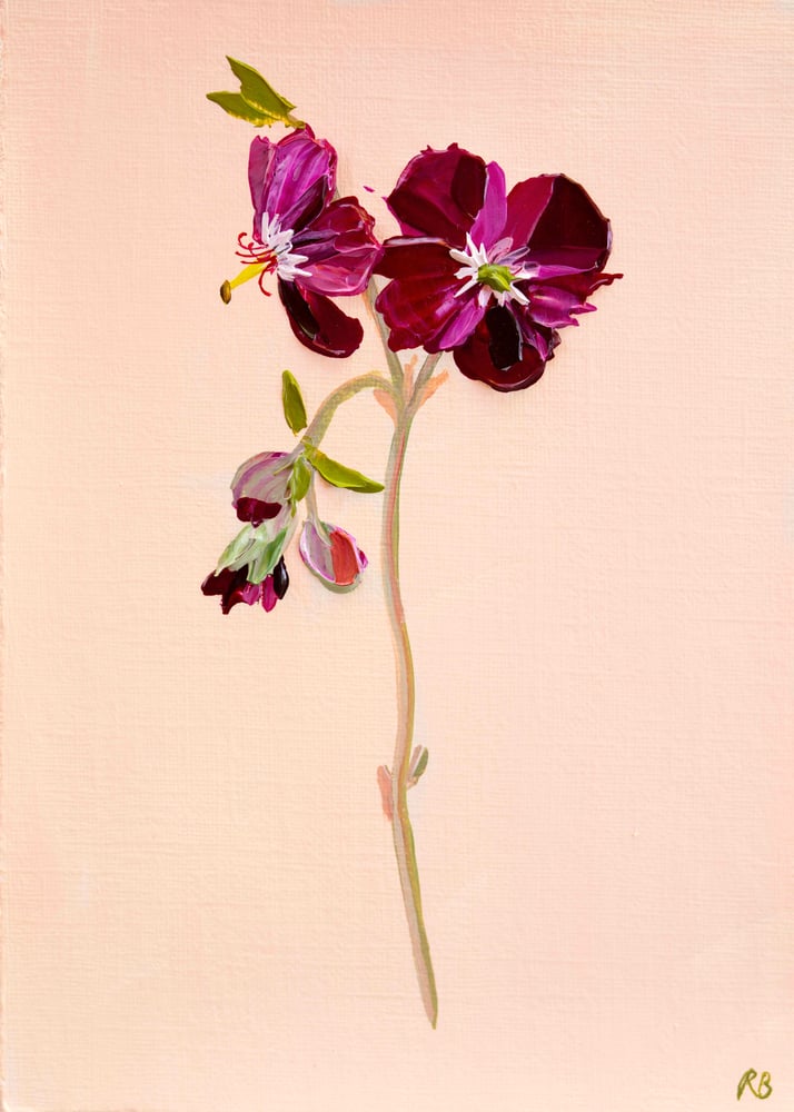Image of Geranium Samabor  Giclée Print
