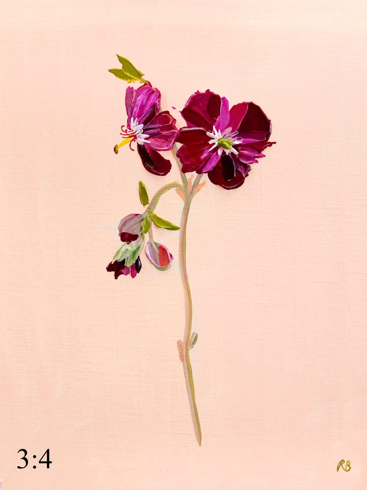 Image of Geranium Samabor  Giclée Print