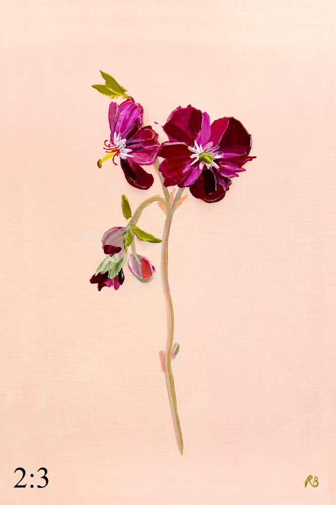 Image of Geranium Samabor  Giclée Print