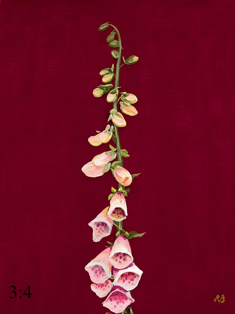 Image of Suttons Apricot Foxglove Giclée Print