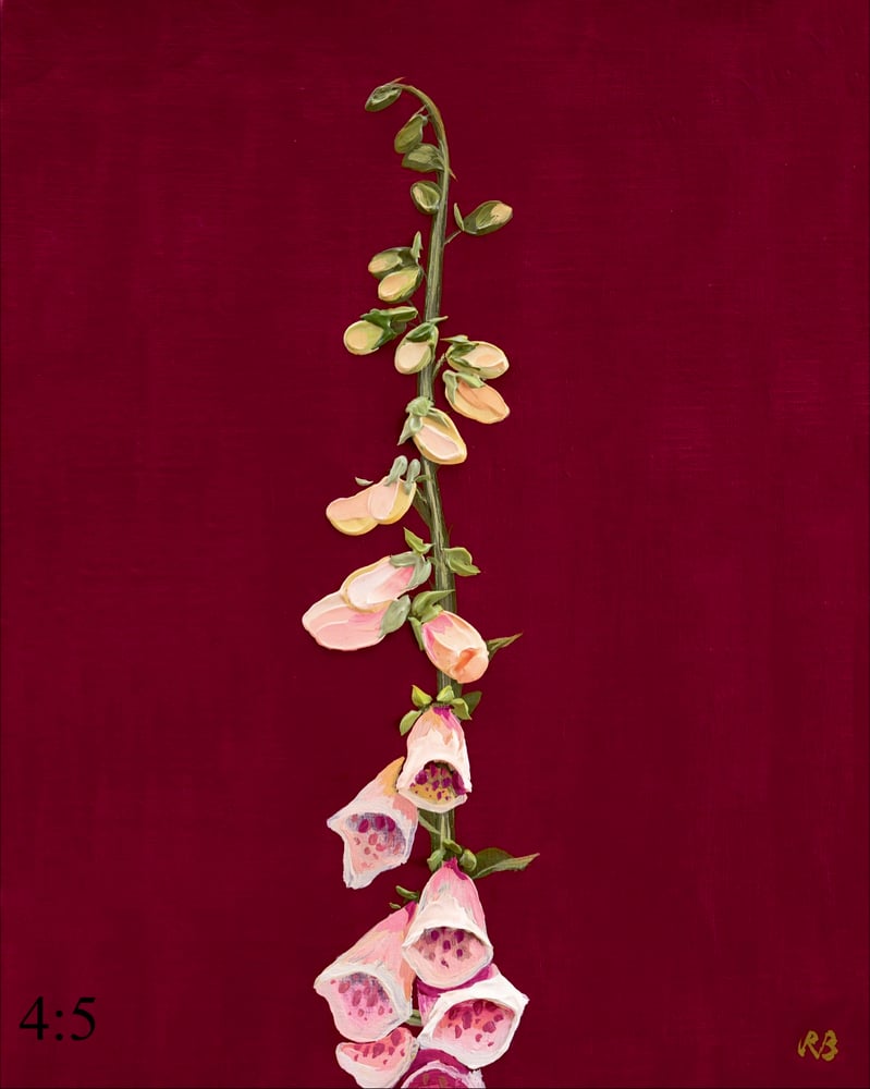 Image of Suttons Apricot Foxglove Giclée Print