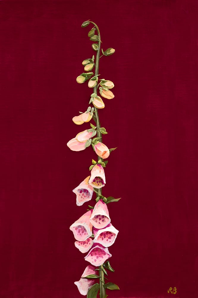 Image of Suttons Apricot Foxglove Giclée Print
