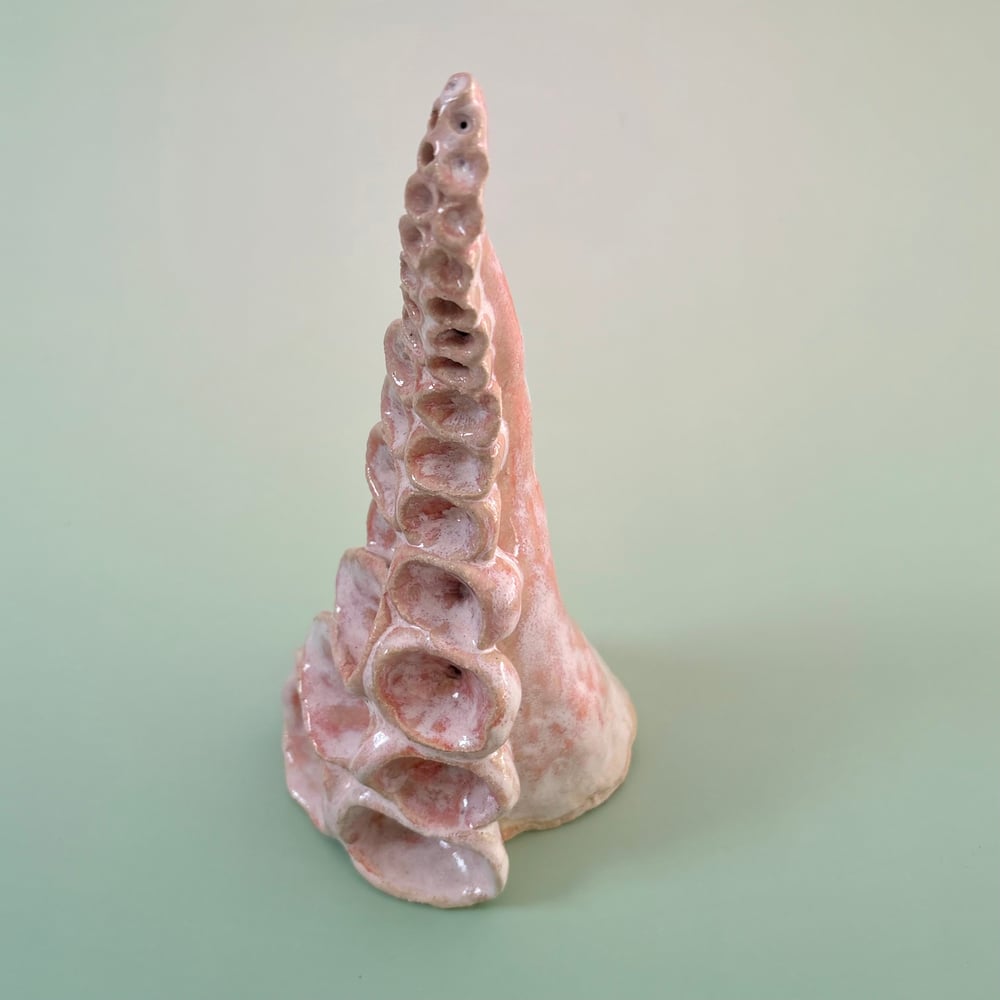 Image of Rose Tentacle 