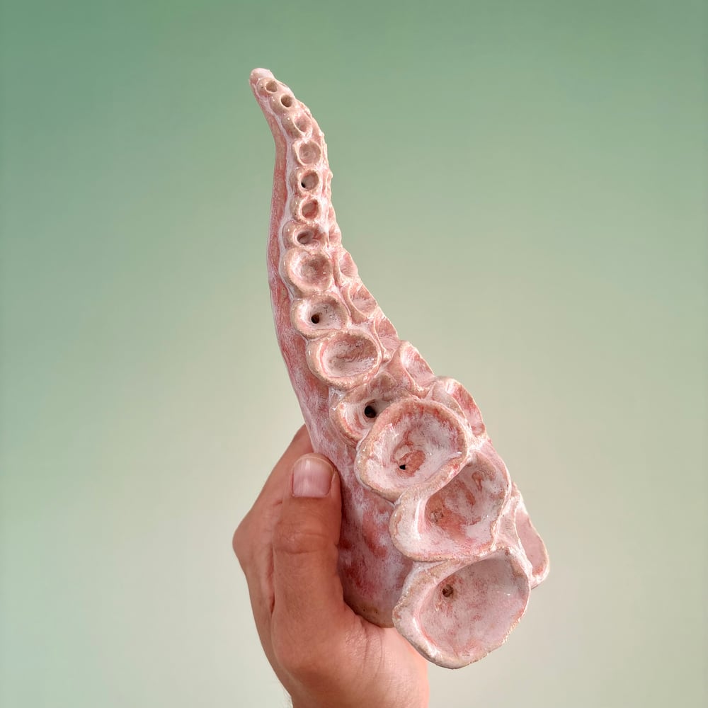 Image of Rose Tentacle 