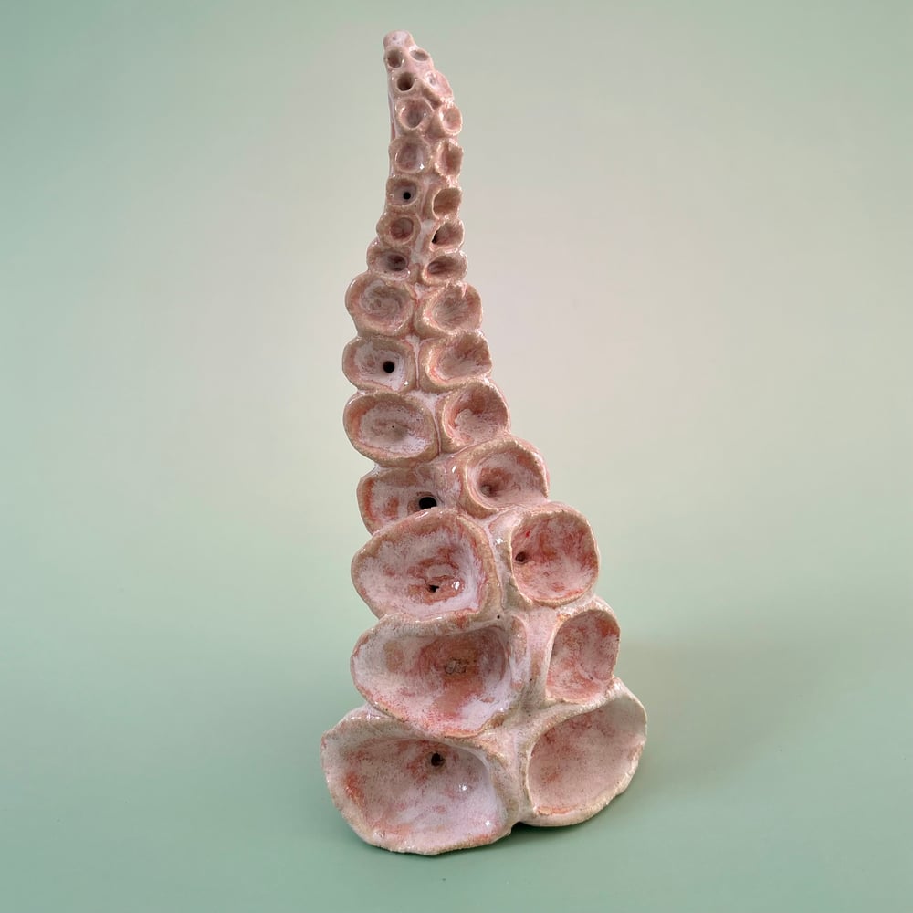 Image of Rose Tentacle 