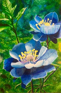 Image 1 of The Colorado Blue Columbine
