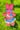 Bikini Bunny Keychain (Pink)