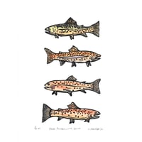 Image 1 of Brook, Rainbow, Cutt, Brown