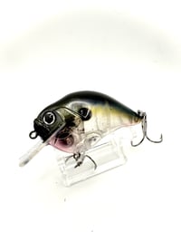 Image 2 of Crank-bait Square Bill Transparent  Shad (no scale on head) 
