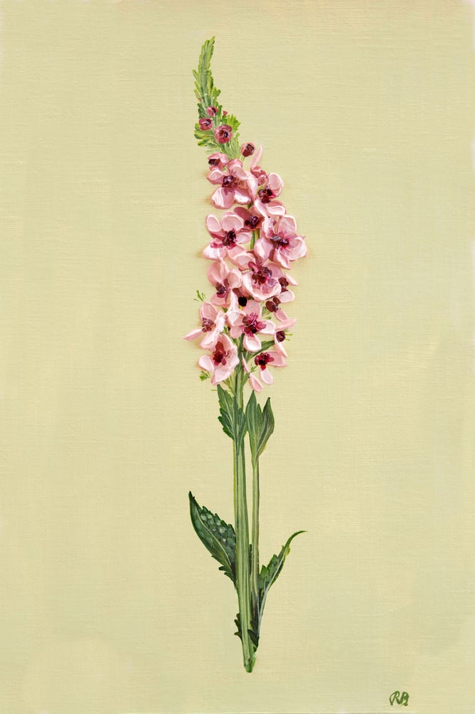 Image of Verbascum Southern Charm Giclée Print