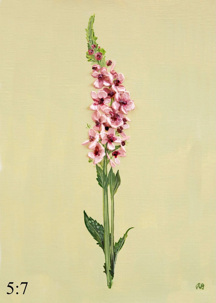 Image of Verbascum Southern Charm Giclée Print