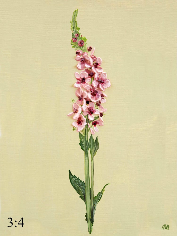 Image of Verbascum Southern Charm Giclée Print