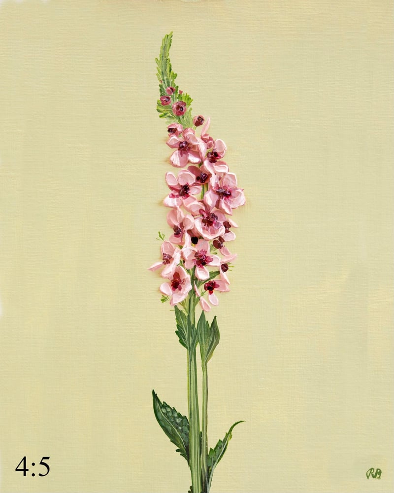 Image of Verbascum Southern Charm Giclée Print