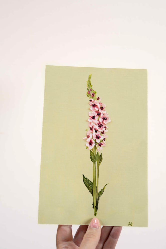 Image of Verbascum Southern Charm Giclée Print