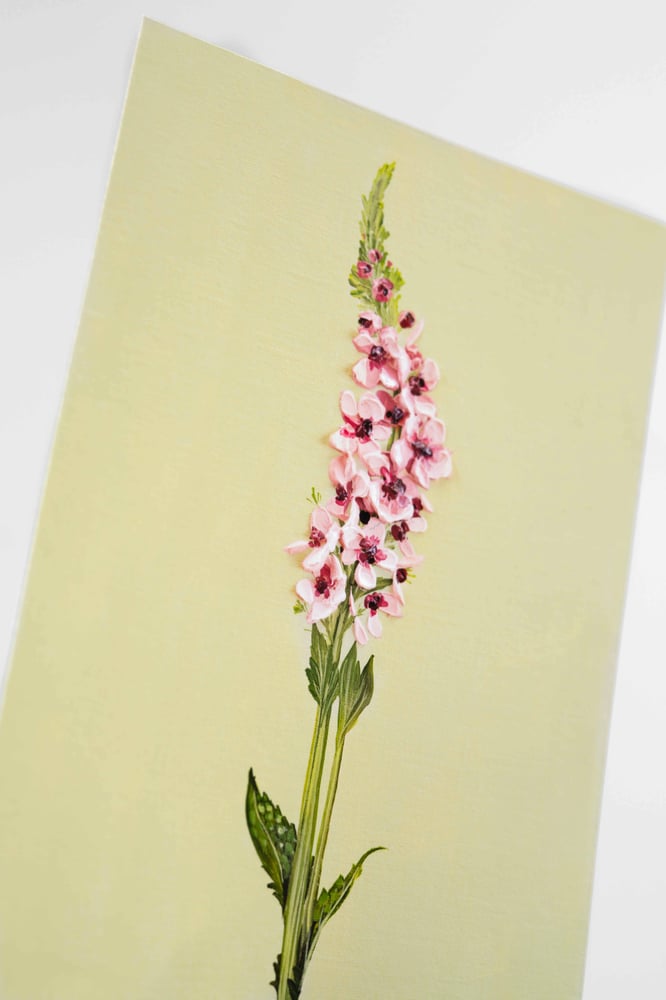 Image of Verbascum Southern Charm Giclée Print